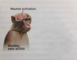 monkey see